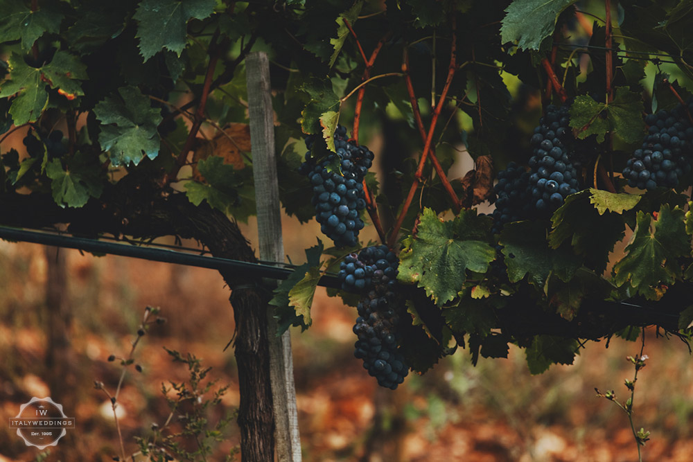 tuscan grapes